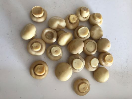 식품 산업용 순수 천연 풍미 통조림 버섯 양송이