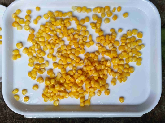 맛있는 수작업으로 선택 된 초 달콤 한 연장 된 노란 옥수수